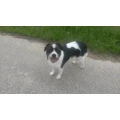 Star Dog Janine de Laporte Remagen