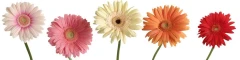 Logo Stieger Friedhofsgärtnerei