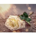 Stokkelaar Bestattungen M&uuml;nster