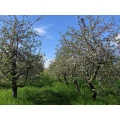 Stralsunder Obstgut "Am Borgwallsee" Eggert GbR Fruchthof L&uuml;ssow