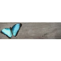 Logo Studio Papillon