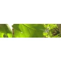 Logo Edens, Susanne