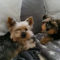 Sylke Beer Hundesalon Potsdam