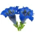 Logo Sylvester Brandner Susanne Fremdenvermietung