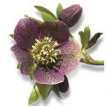 Sylvia Held Friedhofsgartenbau