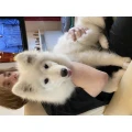 Tamei-Dog-Grooming Hundesalon Rheda-Wiedenbr&uuml;ck