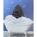 Tati&acute;s Hundesalon M&uuml;nchen