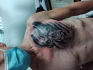 Logo Tattoo & Piercing Gecko