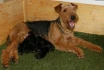Logo Terrier-vonder Horneburg