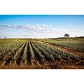 Aloe Vera Produkte mit bis zu 99,70% Aloe Anteil!