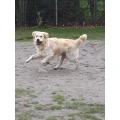 Tier-Paradies Tierpension & Hundeschule Ute Mahlstedt Ganderkesee