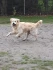 Logo Tier-Paradies Tierpension & Hundeschule Ute Mahlstedt