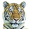 Logo Tier- und Freizeitpark Th&uuml;le GmbH