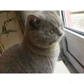 Tier&auml;rztliches Augenzentrum Frankfurt-Kalbach Sixta Wellen & Dr. Andrea Schieszler Frankfurt