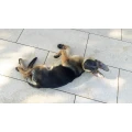 Tierarztpraxis Am Willroder Forst Erfurt