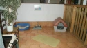 Logo Tierbetreuung Flensburg Rund um den Hund, Katze, Maus