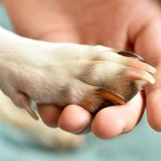 Tiere in Not eV Heiligenhafen