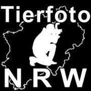 Logo Tierfoto-NRW Magnus Pomm