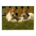 Logo Mobile Hundefriseurin Silvia Reidenbach