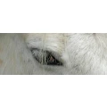 Logo Tierheilpraxis Vitalmal4 Inh. Caroline Bartelingh