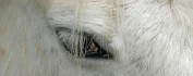 Logo Tierheilpraxis Vitalmal4 Inh. Caroline Bartelingh