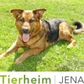 Logo Tierheimverein Jena e.V