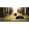 Logo Tierische Tierfotografie