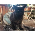 Tierklinik f&uuml;r Gro&szlig; u. Kleintiere des fzmb e.V. Bad Langensalza