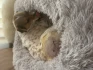 Logo Tierklinik Kestler und Niebch Tierarzt