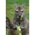 Logo Tierpark Fauna e.V.