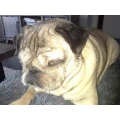 Tierpension DOGS Kuschelbude Laage