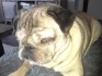 Logo Tierpension DOGS Kuschelbude
