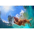 Hydrotherapie - Hundschwimmen in der Tierphysiothek