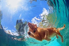 Hydrotherapie - Hundschwimmen in der Tierphysiothek