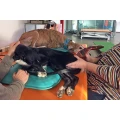 Tierphysiotherapeutin Andrea Oberdick Gladbeck