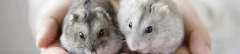 Logo Tierschutz Bruchsal u. Umgebung e.V. Tierheim