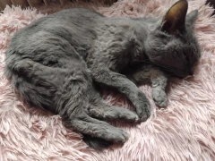 Tiertrauer München GmbH München