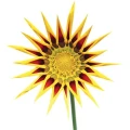 Logo time4you Dipl. Betriebswirtin Iwona Aruna Roos
