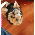 Tinas Hundesalon Berlin