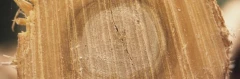 Logo Tischlerei Holz an Holz