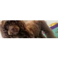 Logo Toni's Hundehaar