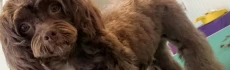 Logo Toni's Hundehaar