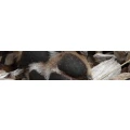 Logo TOOLBOX - die Hundeschule
