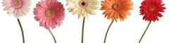 Logo Traude's Blumenstube