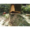 Treeletics Baumpflege Jannis B&ouml;ttcher Schwielowsee