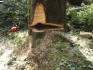 Logo Treeletics Baumpflege Jannis Böttcher