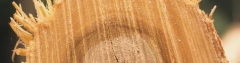 Logo Treppen Junge