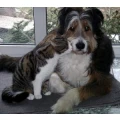Trimm- und Scherstudio f&uuml;r Hunde und Katzen Gablingen