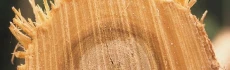 Logo Tuschen KG, Hans-Gerd