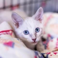 Urlaub f&uuml;r die Katz? - liebevolle Tierbetreuung in Rostock und Umgebung Berlin